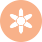 amaryllis